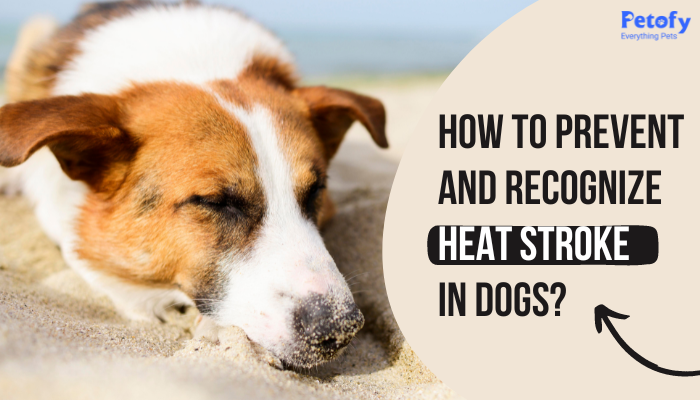 How to Prevent and Recognize Heat Stroke in Dogs?