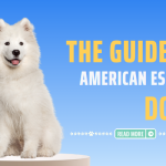 The Guide to American Eskimo Dogs: Breed History, Characteristics, Care, and Training Tips