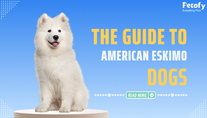 The Guide to American Eskimo Dogs: Breed History, Characteristics, Care, and Training Tips