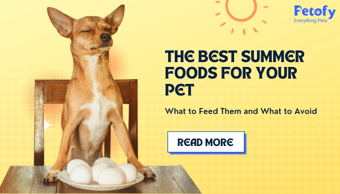 The Best Summer Foods for Your Pet: What to Feed Them and What to Avoid 