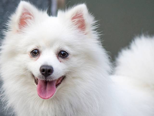 American Eskimo Looking at viewer
