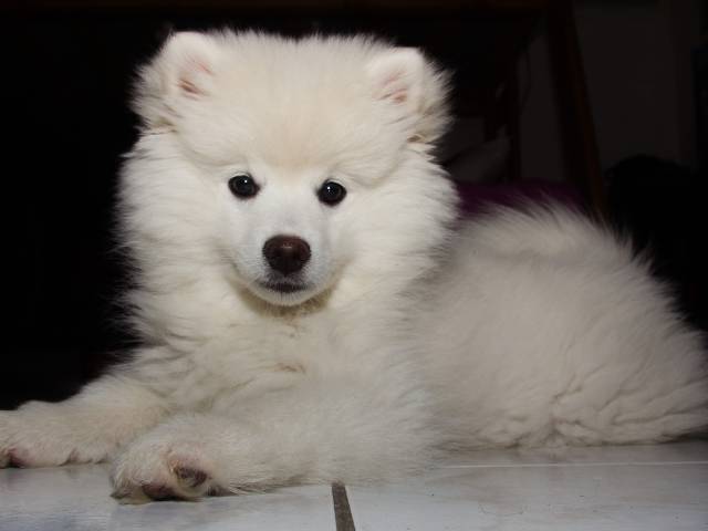Cute little Puppy American Eskimo