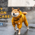 Rainy Season Pet Care: Guide on Monsoon Wellness