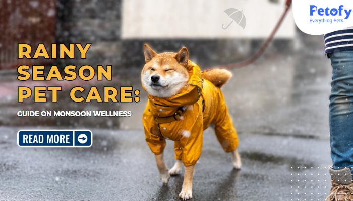 Rainy Season Pet Care: Guide on Monsoon Wellness