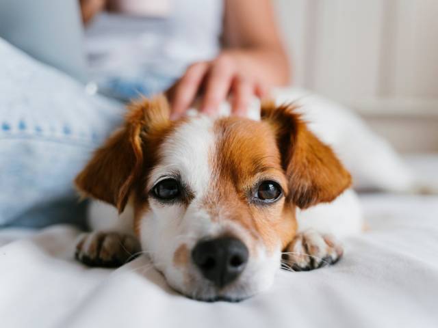Mom caring her pet
