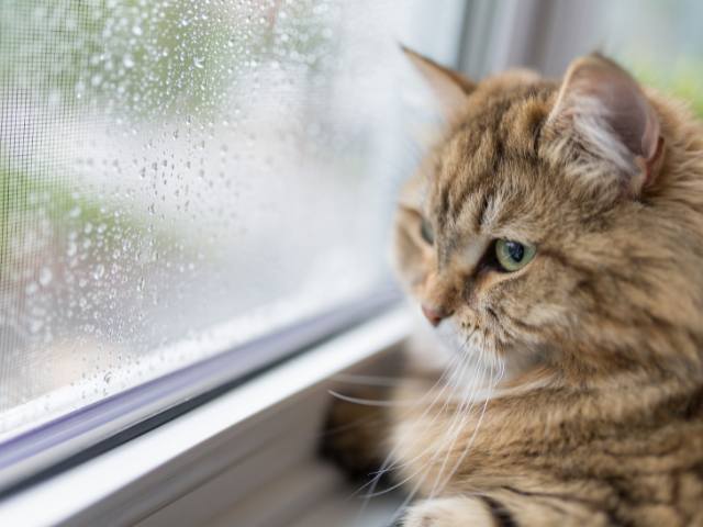 It is raining outside and a Cat Watching Outside from window