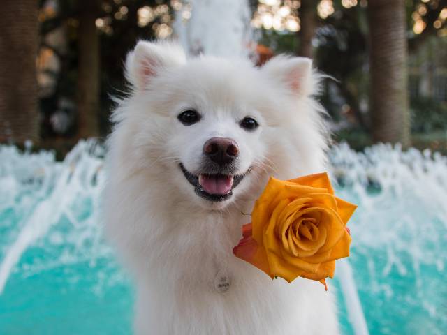 American Eskimo hold a yellow rose in his mouth