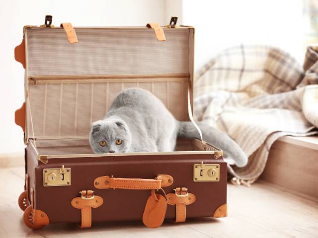 a brown cat sitting in the carry bag to travel another country