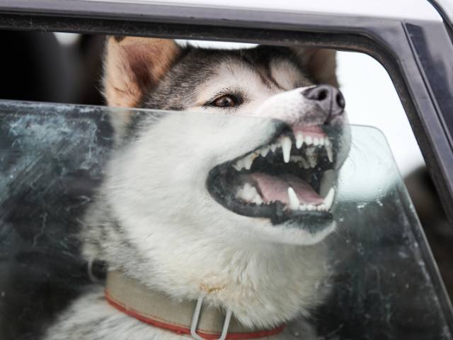 dog enjoy travelling in the car