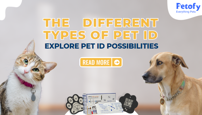 Explore the Different Types of Pet Identification Methods