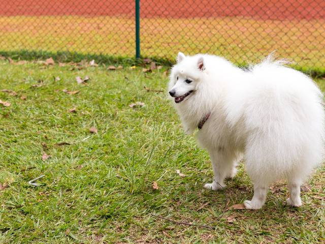 American Eskimo walking in the loan