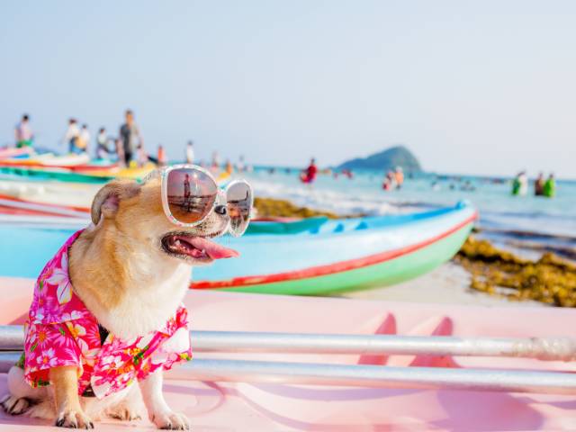 Dog enjoy on the beach