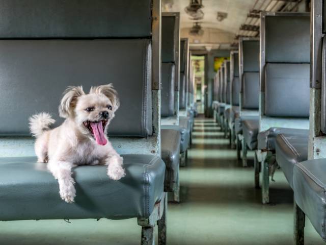 dog travelling via train