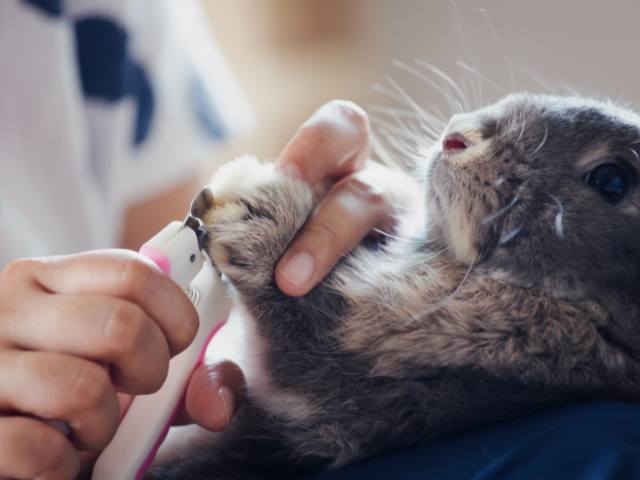 A rabbit owner Trimming it's nails