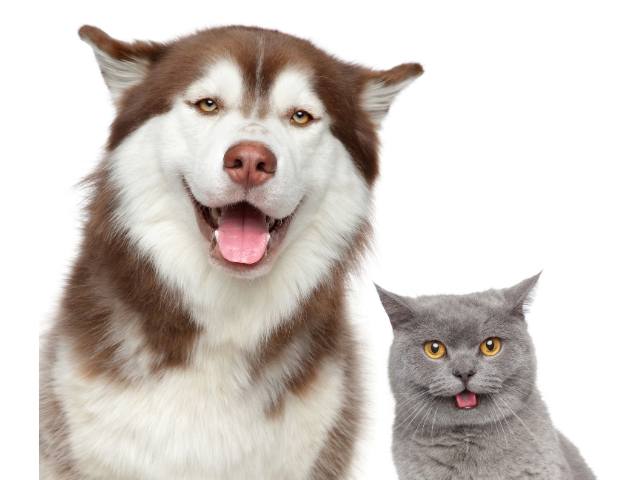 Happy Dog and Cat during monsoon season