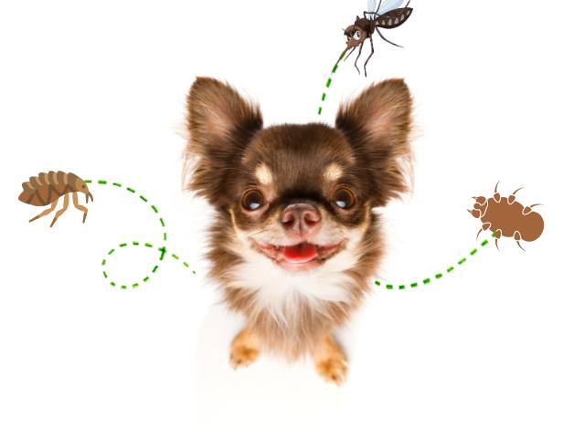 A puppy and Tick, Flea & Mosquitoes