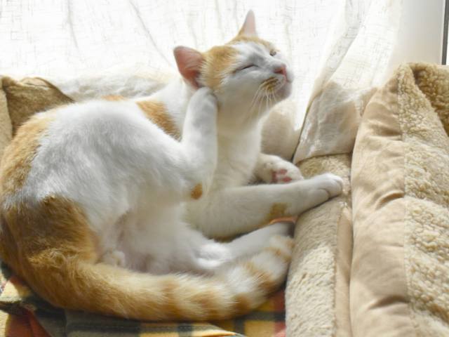 A white a brown cat itching herself