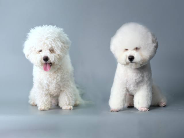 a puppy properly groomed during monsoon season