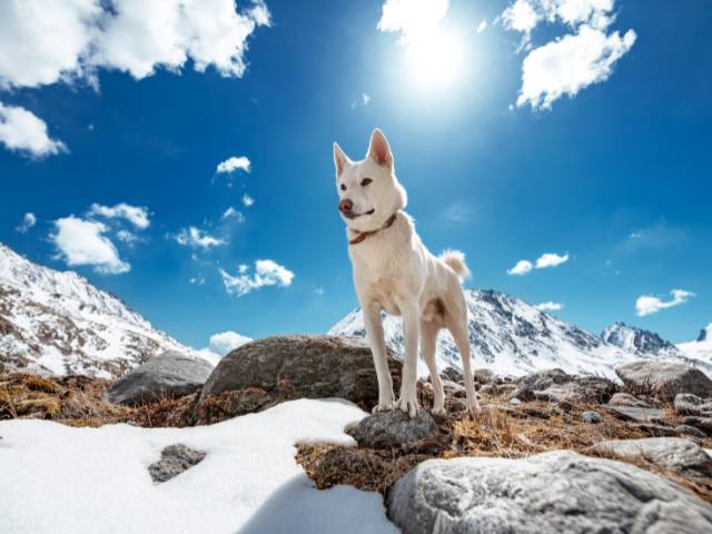 American Eskimo Standing in Sun Light and Snow covered area