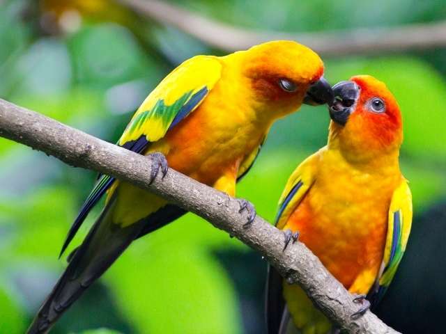 2 love bird parrots having love moments