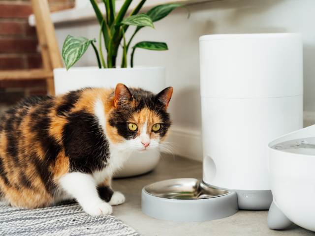 Cat-Automatic-Smart-Feeder