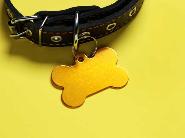 Dog Collar Tag