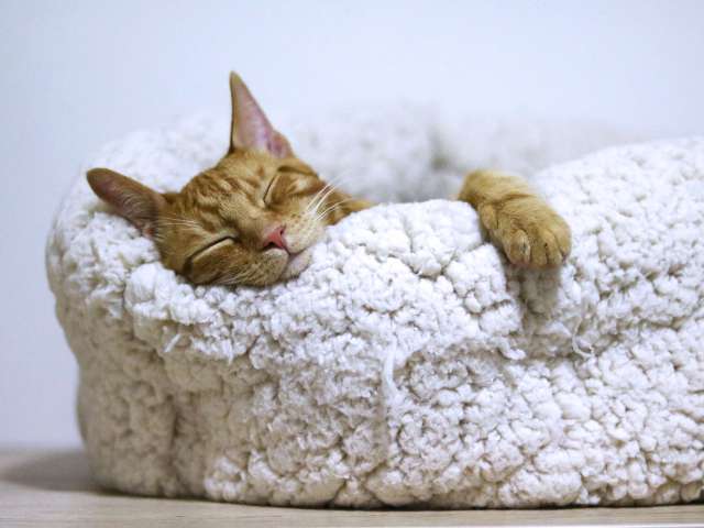 cat is sleeping on a cozy bed
