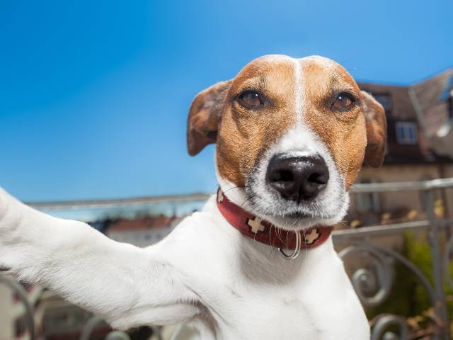 Dog Recording Himself with Dog Cam