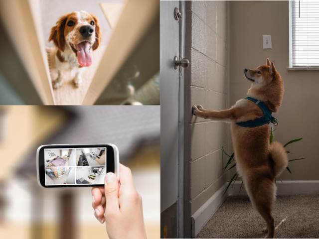 Smart door with tech for dogs