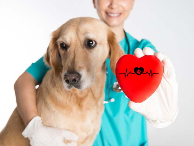 A female vet holding a red colour heart shape pointing to viewers and vet right hand holding a dog