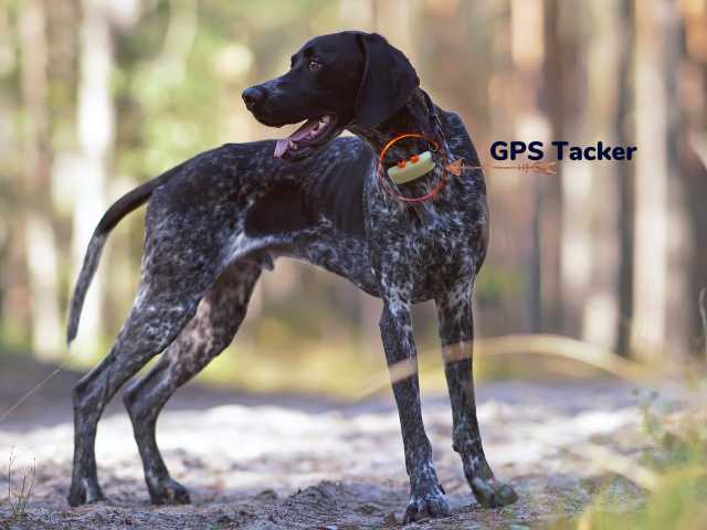 a dog wearing a gps tracking device on his neck