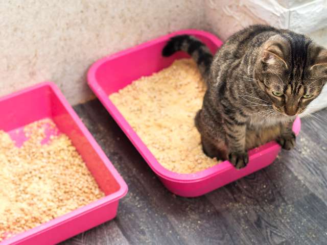 cat is sitting on a cat litter box