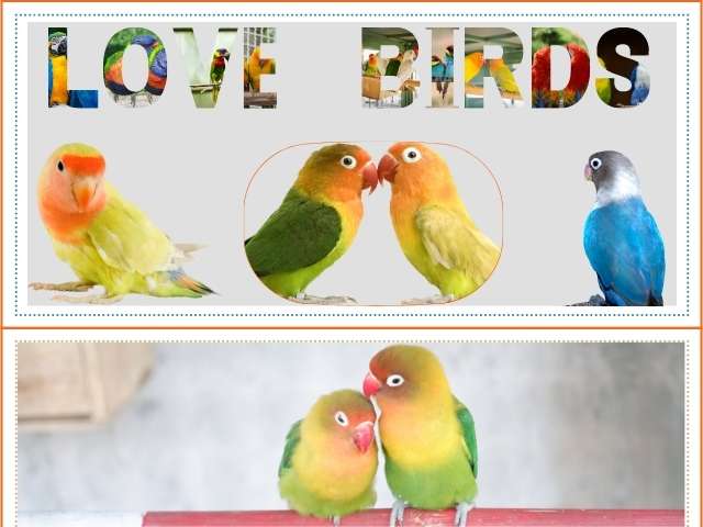 Love Birds