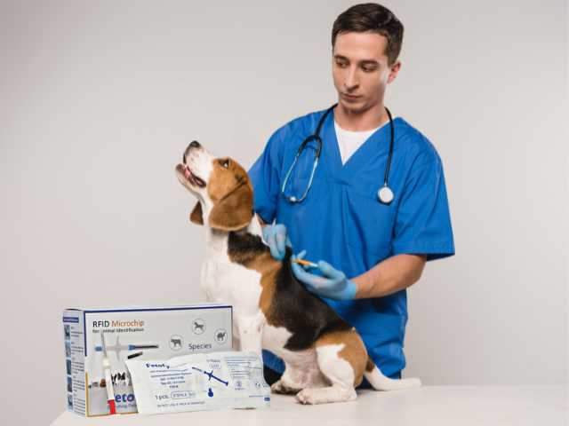 Vet microchipping a dog 