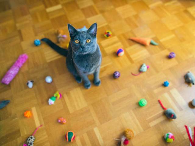 a black cat sitting with toys around her