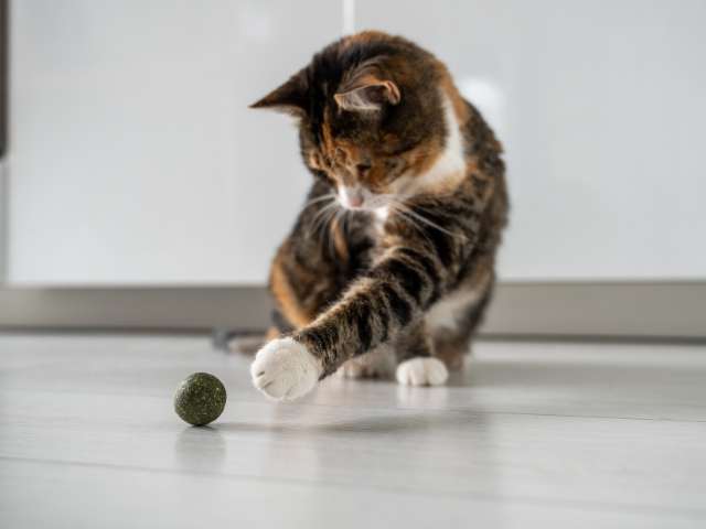 cat playing a cantip roll toy