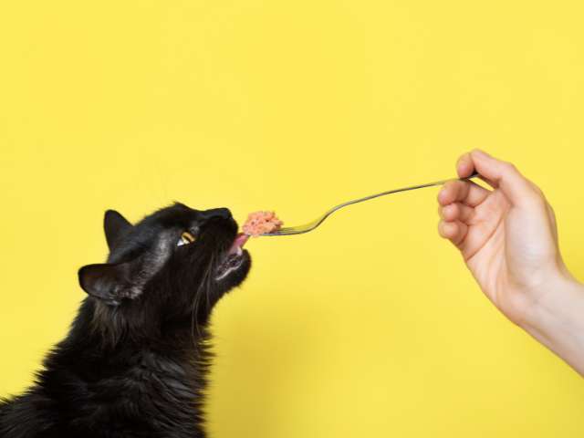 a human hand feeding cat food