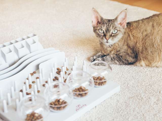 cat with cat puzzle feeder