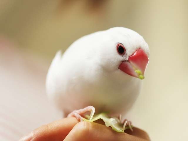 A cute white colour little bird sitting on fingers.
