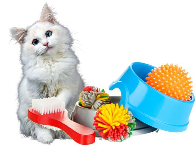 a cute white colour cat sitting with cat grooming products