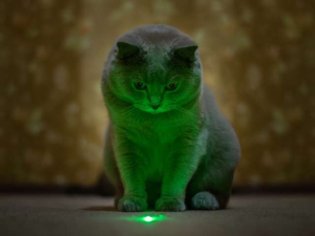 cat playing with green laser