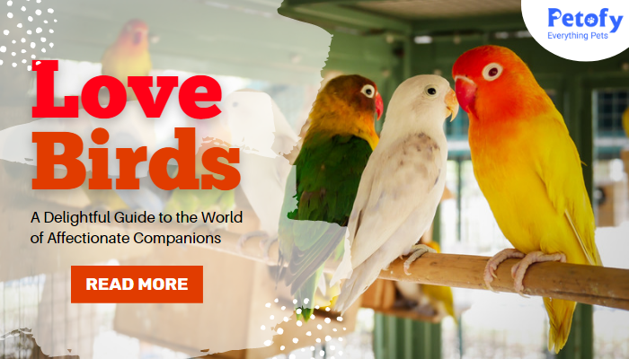 Love Birds: A Delightful Guide to World of the Affectionate Companions