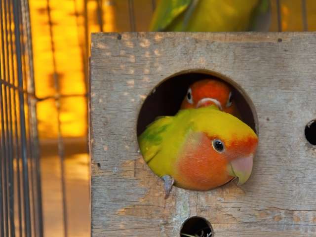 A Parrot Looking Outside From a Wood Box Nest