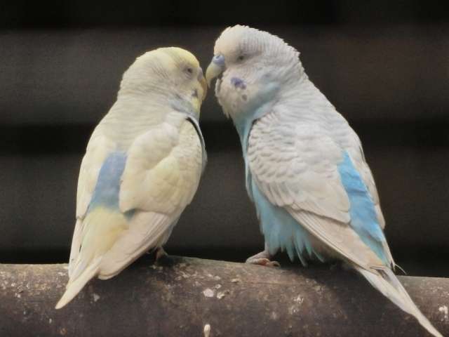 A pair of White and Blue colours Love Birds Sitting on a Tree Branch and making love.