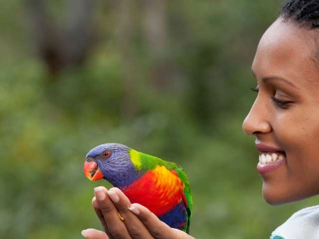 Love bird parrot with owner
