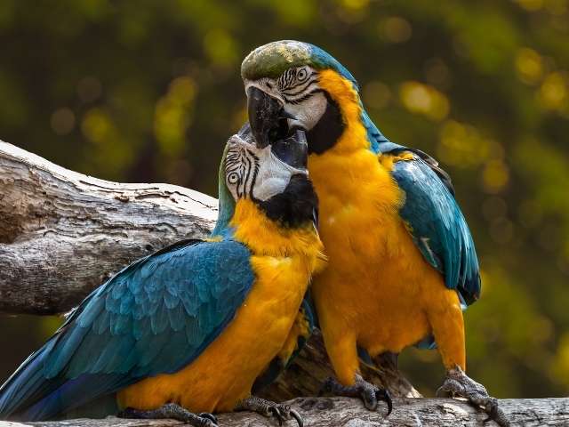Yellow and Blue Colour Love Bird Couple