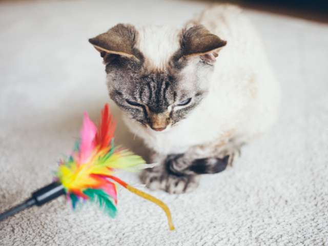 cat playing with wand toy