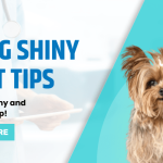 7 Dog Shiny Coat Tips for a Healthy and Radiant Pup
