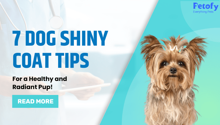 7 Dog Shiny Coat Tips for a Healthy and Radiant Pup