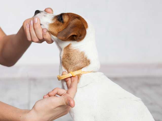 A man checking the Dog anti ticks and fleas collar